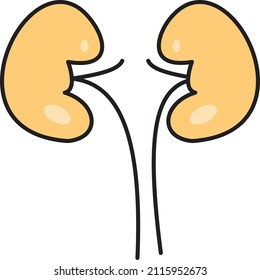 kidney Vector illustration on a transparent background.Premium quality symmbols.Vector line flat icon for concept and graphic design.
