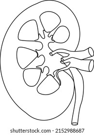 Ilustración vectorial aislada de la línea vectorial del riñón