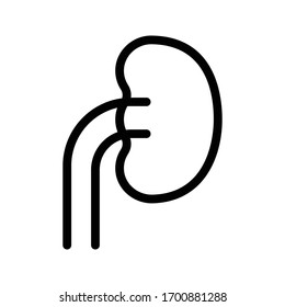 kidney vector thin line icon  