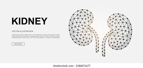 Kidneys 3D Low-Poly-Symbol für die Landing-Page-Vorlage. Design-Illustration für den Harn. Polygonale Orgelgrafik für Homepage-Design, Werbeseite