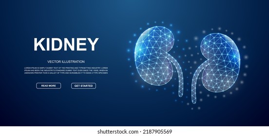 Kidneys 3D Low-Poly-Symbol mit verbundenen Punkten für blaue Landing-Page-Vorlage. Design-Illustrationskonzept für den Harn. Polygonal-Organillustration