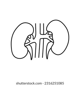 Kidneys, anatomy flat line icon. Human kidneys vector illustration. Outline pictograms for medical clinic