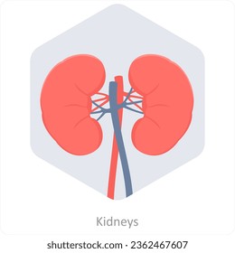 Kidneys and anatomy icon concept
