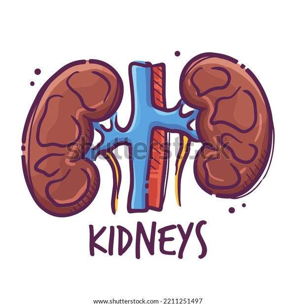 Kidneys. Animals and humans internal\
organs. Medical theme for posters, leaflets, books, stickers. Human\
organ anatomy. Vector hand drawn style\
illustration.