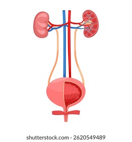 Riñones y vejiga. Anatomía del sistema urinario. Sistema urinario órgano interno humano. Ilustración vectorial