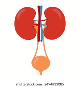 Kidneys And Bladder Human Internal Organ Urinary system anatomy. Vector