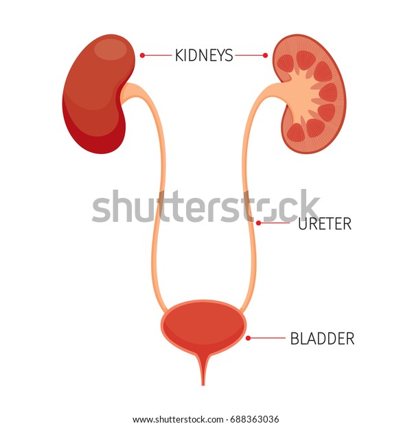 Kidneys And\
Bladder, Human Internal Organ Diagram, Physiology, Structure,\
Medical Profession, Morphology,\
Healthy