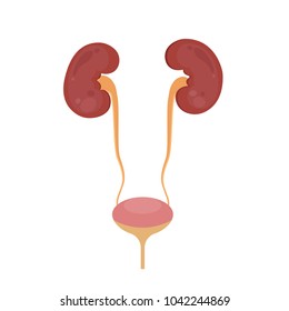 Kidneys and bladder, the internal organs of man. Vector Illustration.