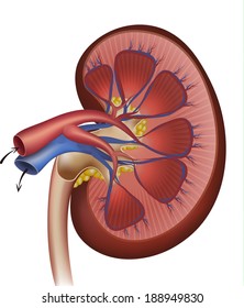 Kidneys blood supply, artery and vein