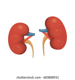 ilustração isolada do vetor de desenho animado de rins. Ícone da biologia humana.