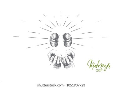 Concepto de riñones. Anatomía de riñones humanos dibujada a mano en las manos. Órganos humanos riñón, anatomía icono aislado ilustración vectorial.