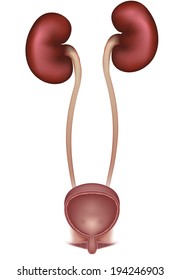 Kidneys And Cross Section Of Urinary Bladder, Urinary System (female). Detailed Medical Illustration. 