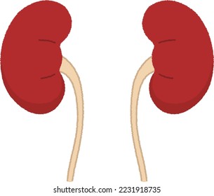 Los riñones filtran la sangre y retiran los productos residuales y las sales sobrantes del cuerpo en forma de orina.