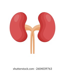 Kidneys flat vector icon design on a white background