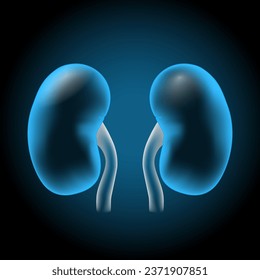 kidneys with glowing effect. Realistic transparent blue kidney on dark background. Human urinary System. Renal Function. Kidney is a paired organ of the excretory system. Vector illustration