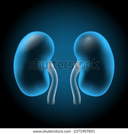 kidneys with glowing effect. Realistic transparent blue kidney on dark background. Human urinary System. Renal Function. Kidney is a paired organ of the excretory system. Vector illustration Stock photo © 