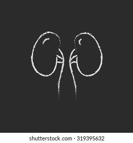 Kidneys hand drawn in chalk on a blackboard vector white icon isolated on a black background.