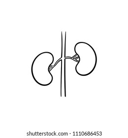 Kidneys hand drawn outline doodle icon. Kidney transplant and kidney dialysis concept vector sketch illustration for print, web, mobile and infographics isolated on white background.