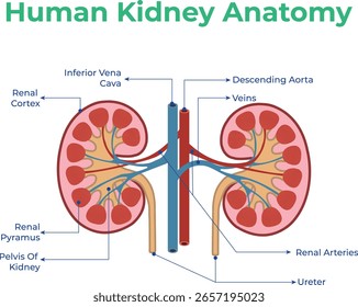 Os rins têm nefrons da medula do córtex, ureteres da pelve renal limpam os eletrólitos do controle sanguíneo e liberam hormônios como a eritropoietina