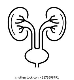 kidneys health. Vector flat outline icon illustration isolated on white background.