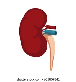 Kidneys of healthy person. Internal organs. Isolated on white vector illustration