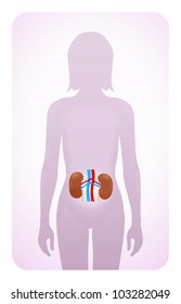 kidneys highlighted on the silhouette of a woman