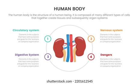 kidneys human anatomy infographic concept for slide presentation with 4 point list data information