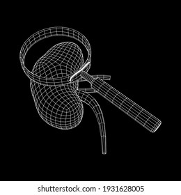 Kidneys human anatomy internal organ with magnifying glass. Medicine science technology concept. Wireframe low poly mesh vector illustration