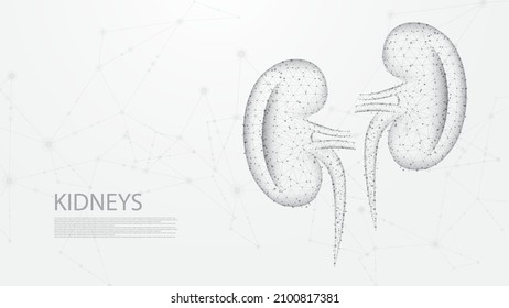Sketch Anatomical Kidneys Organ Stock Vector  Illustration of sketch  kidneys 177803909