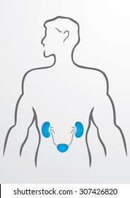 Kidneys and human body - Illustration