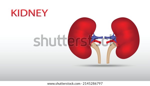 Kidneys Human Illustration Isolated On White Stock Vector (Royalty Free ...