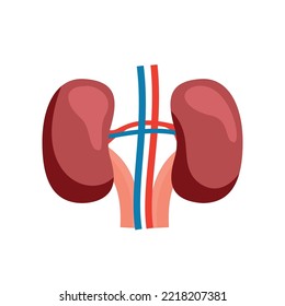 Kidneys, human internal organs, illustration