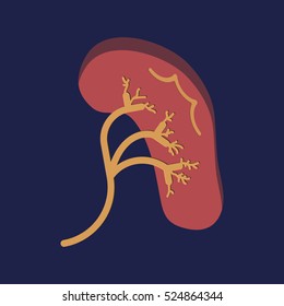 Kidneys icon