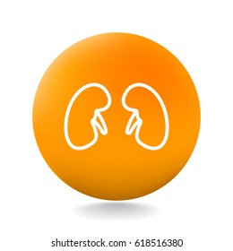  Kidneys icon flat.