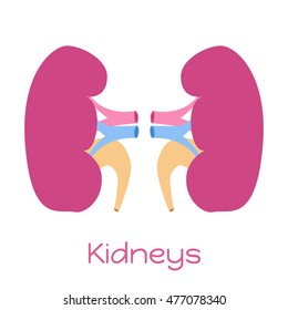 Kidneys illustration in flat style. Viscera icon, internal organs.