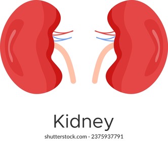 Kidneys. Internal human organs. Human anatomy. The concept of medicine and healthcare. Vector illustration