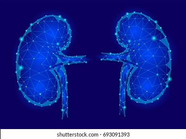Kidneys internal organ men 3d low poly geometric model. Urology system medicine treatment. Future science technology polygonal geometric blue vector illustration
