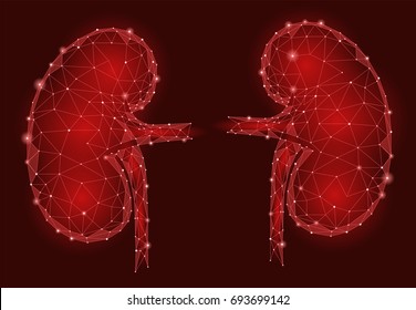 Kidneys internal organ men 3d low poly geometric model. Urology system medicine treatment. Future science technology polygonal geometric red vector illustration
