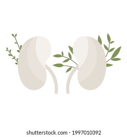 Kidneys with leaves. Urinary system. Urology. Homeopathy, naturopathy, ethnoscience. Alternative medicine. Treatment with folk remedies, natural organic herb. Vector flat cartoon illustration