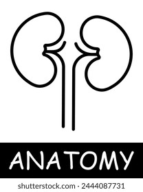 Kidneys line icon. Filtration, organ, filter, anatomy, medicine, teaching, doctor, nurse, human, body, physiology. Vector line icon for business and advertising