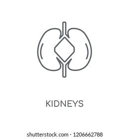 Kidneys linear icon. Kidneys concept stroke symbol design. Thin graphic elements vector illustration, outline pattern on a white background, eps 10.