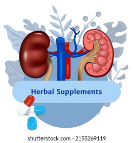 Kidneys on the background of medicinal plants. Medical banner for text. Label for drugs. Vector illustration