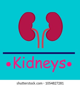 Kidneys on a celestial background with a line below blue. vector, illustration.
