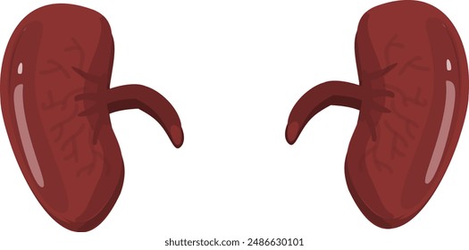 Kidneys on a Transparent Background