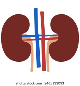 Kidneys on a white background, vector illustration.