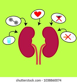 Kidneys with positive objects such as sports, drinking water and care and negatives such as alcohol and cigarettes. Vector, illustration.