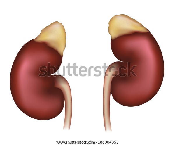 Kidneys Realistic Medical Illustration Organs Urinary Stock Vector ...