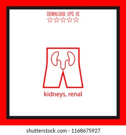 kidneys, renal vector icon