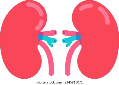 Kidneys semi flat color vector object. Bean-shaped organs. Full sized item on white. Surgical procedure. Human organ anatomy. Simple cartoon style illustration for web graphic design and animation