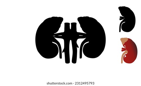 kidneys silhouette, High Quality Vector